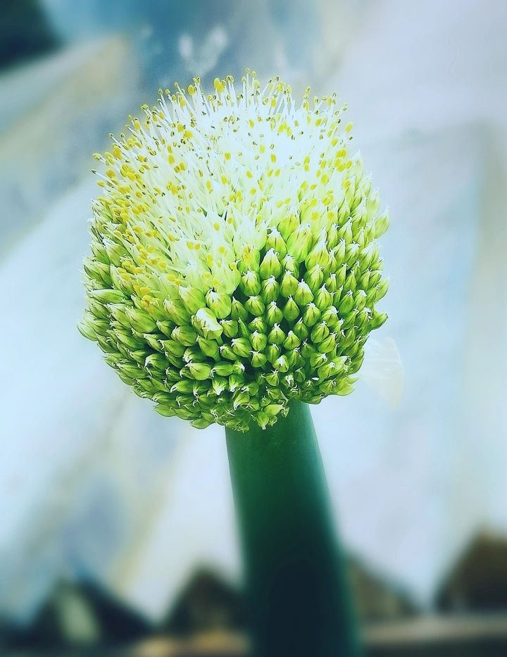 大葱花