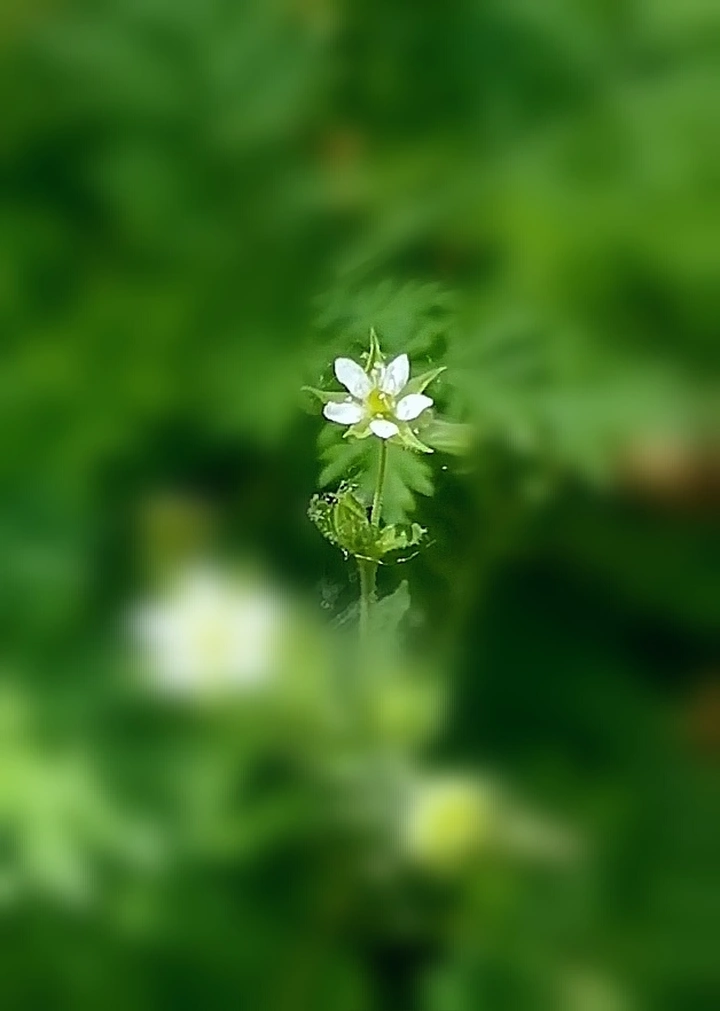 无名小小花