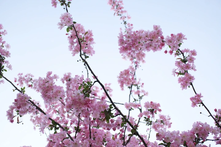 一花一世界