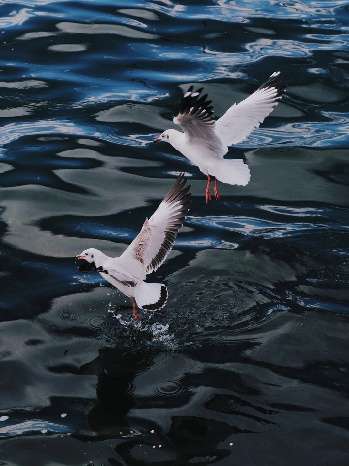 水面｜鸟｜飞翔｜海鸥｜海｜自由｜自然｜图
