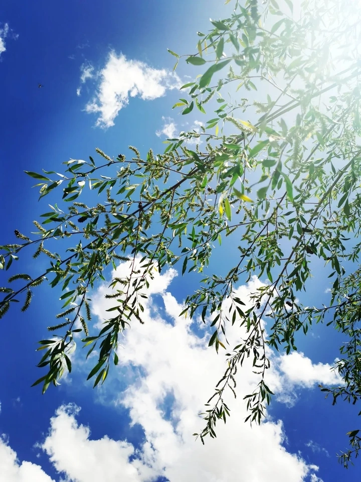 『清明🌱』