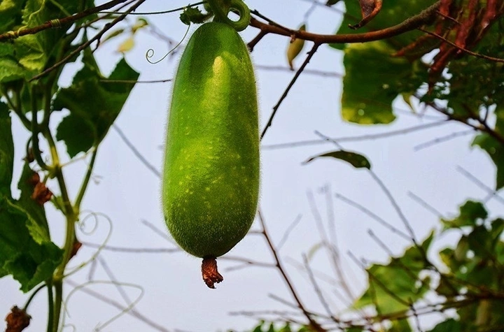 菜园里的瓜