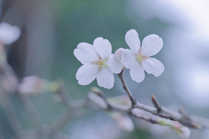 樱花