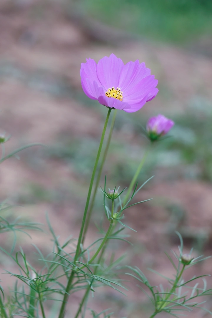 格桑花