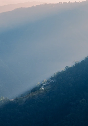 山谷中有树木和山雾