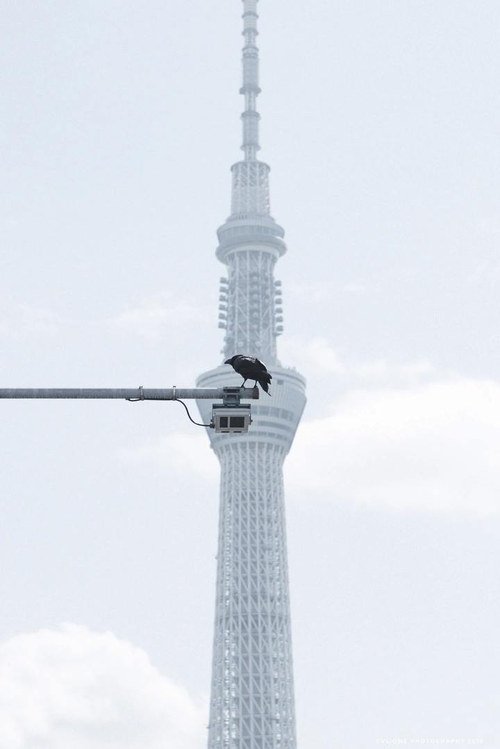 一摄一塔一鸟