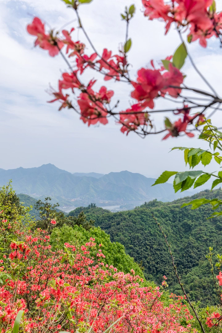 杭州云台映山红
