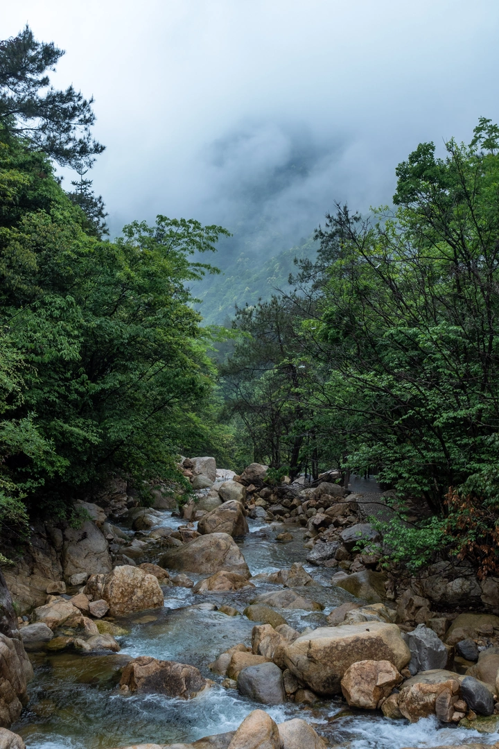 大明山，迷雾森林