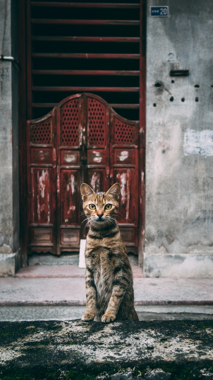 疑惑的猫