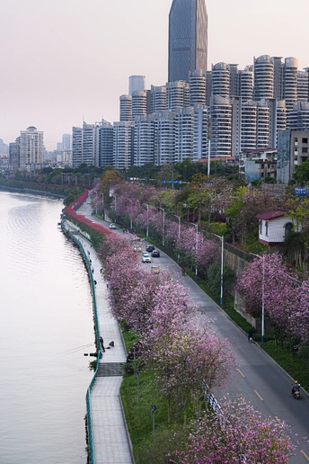 一座拥有高楼、树木和水体的大城市