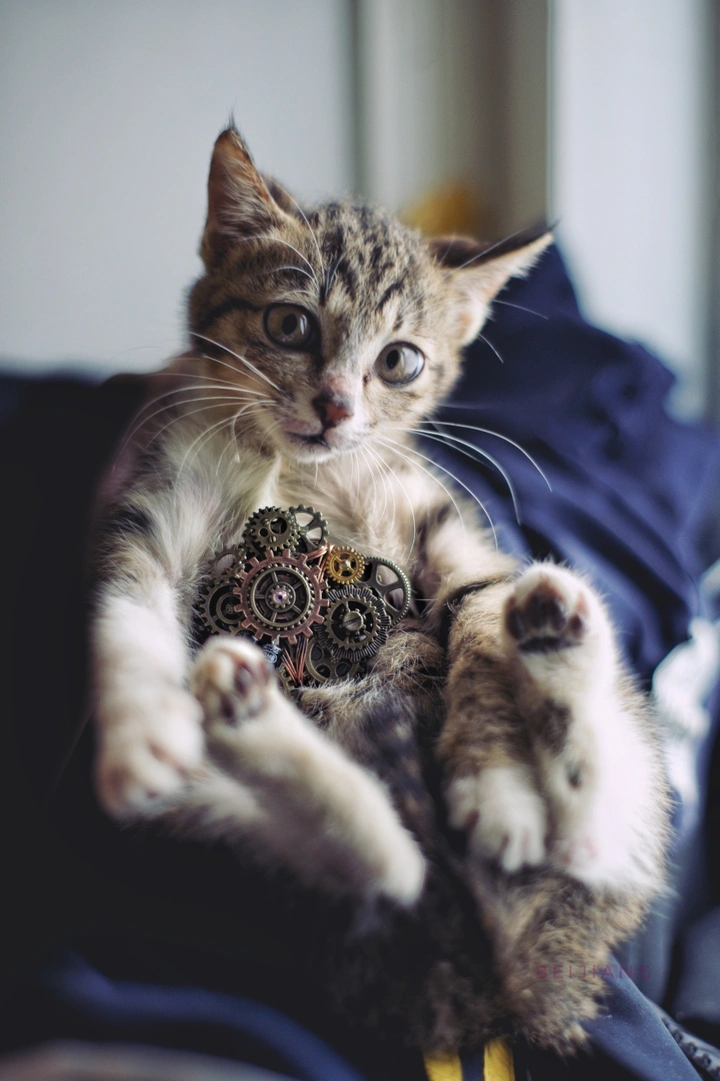 蒸汽朋克猫