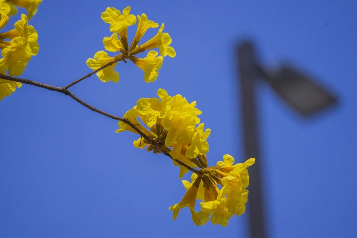风铃花