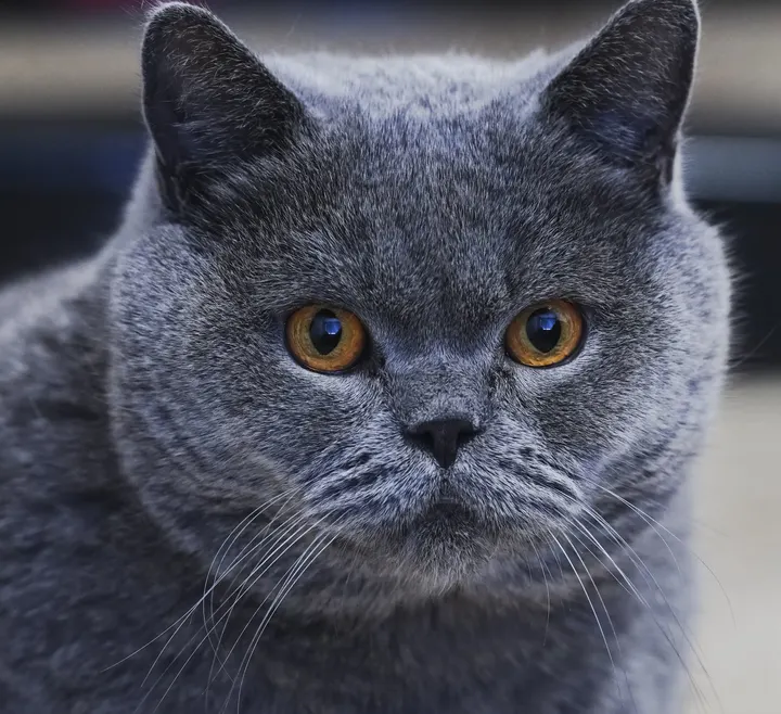 豆豆猫