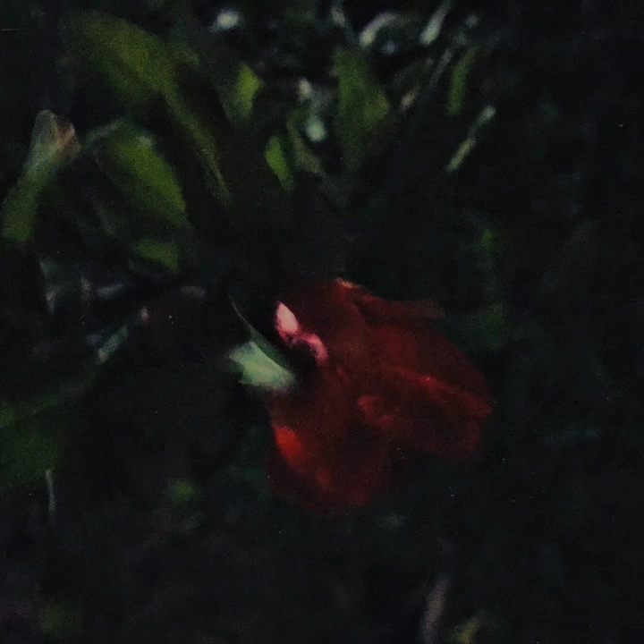 一点红