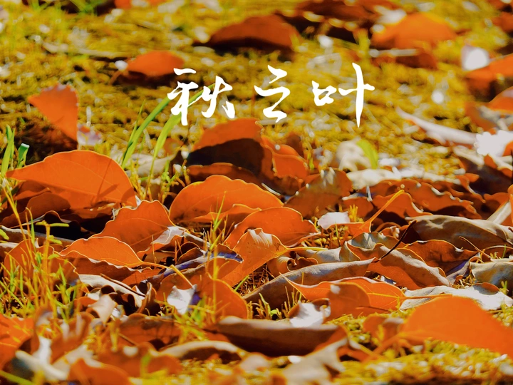 秋之叶