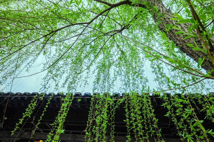 阳春垂柳
