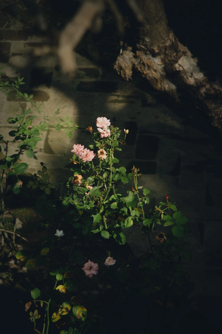 摇摇晃晃的人间·花