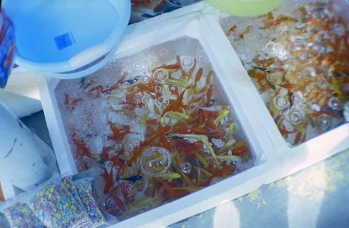 大鱼海棠