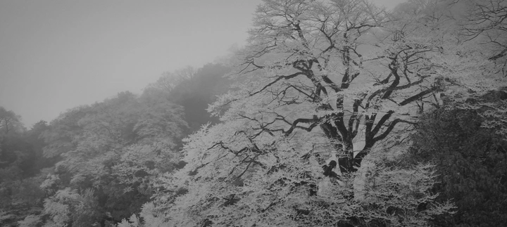 冰 雪 树