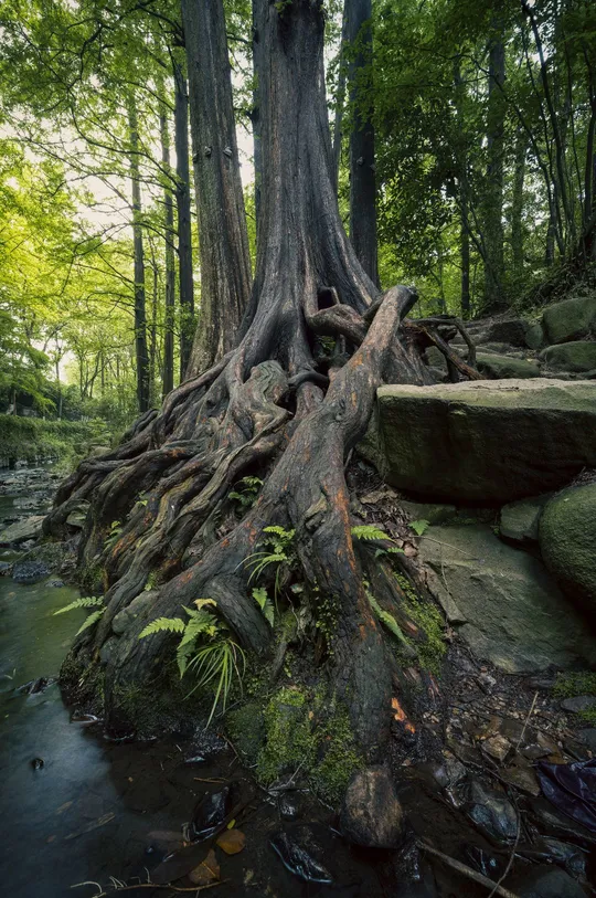 一棵大树 其巨大的根系生长在森林中的岩石上。