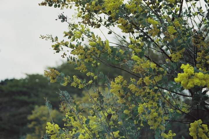 冬末小黄花