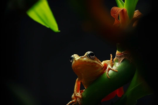 一只小青蛙坐在小树或植物的绿叶上