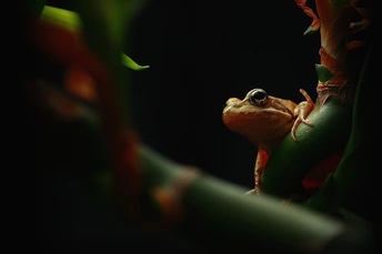 夜晚坐在植物叶子上的小青蛙