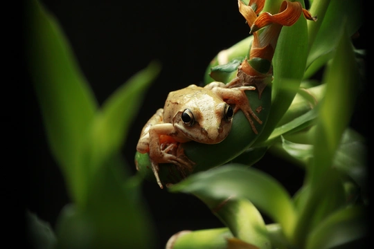 一个小青蛙在植物上的特写