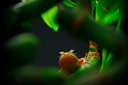 一只小青蛙坐在小树的一个绿色树叶上