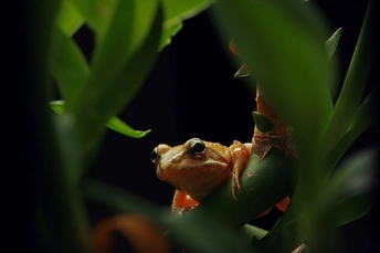 一只小青蛙坐在绿叶上