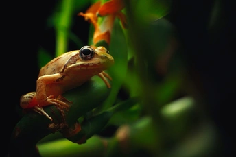一只小金蛙坐在绿叶上