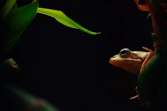在黑暗中的绿叶上的一只小青蛙