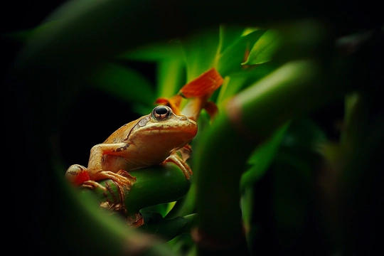 一只小金蛙坐在树上的绿叶上