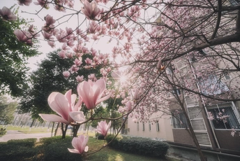 门前有一棵开粉花的树