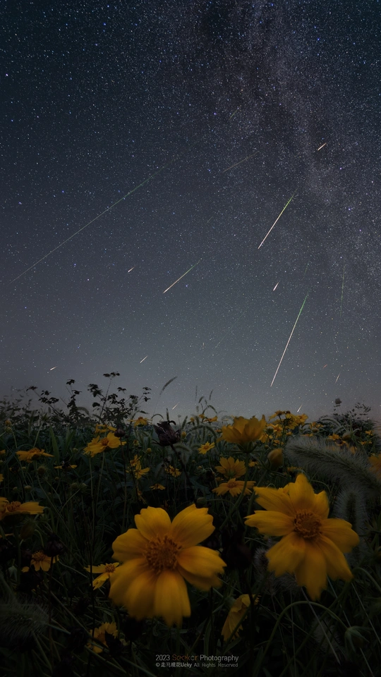 一片黄色的花朵 天空中星星闪烁