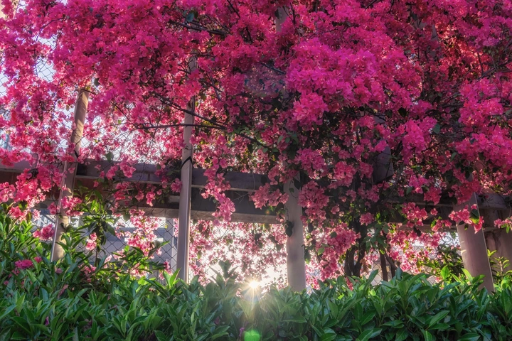 围栏上的莫奈花园