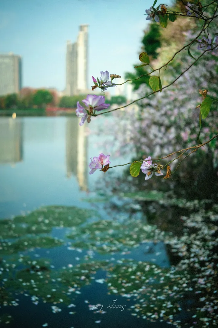 花期有限