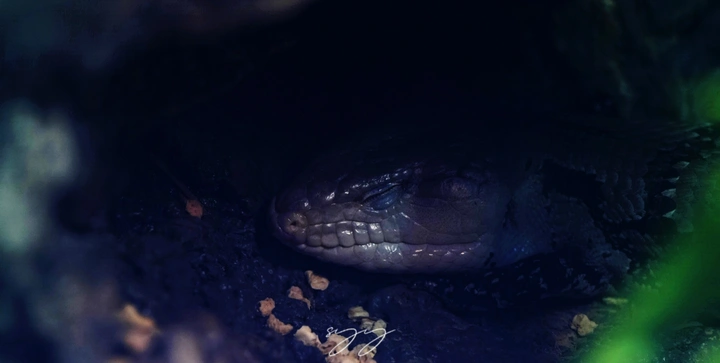 🐍🐍