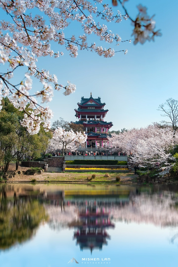 樱花烂漫