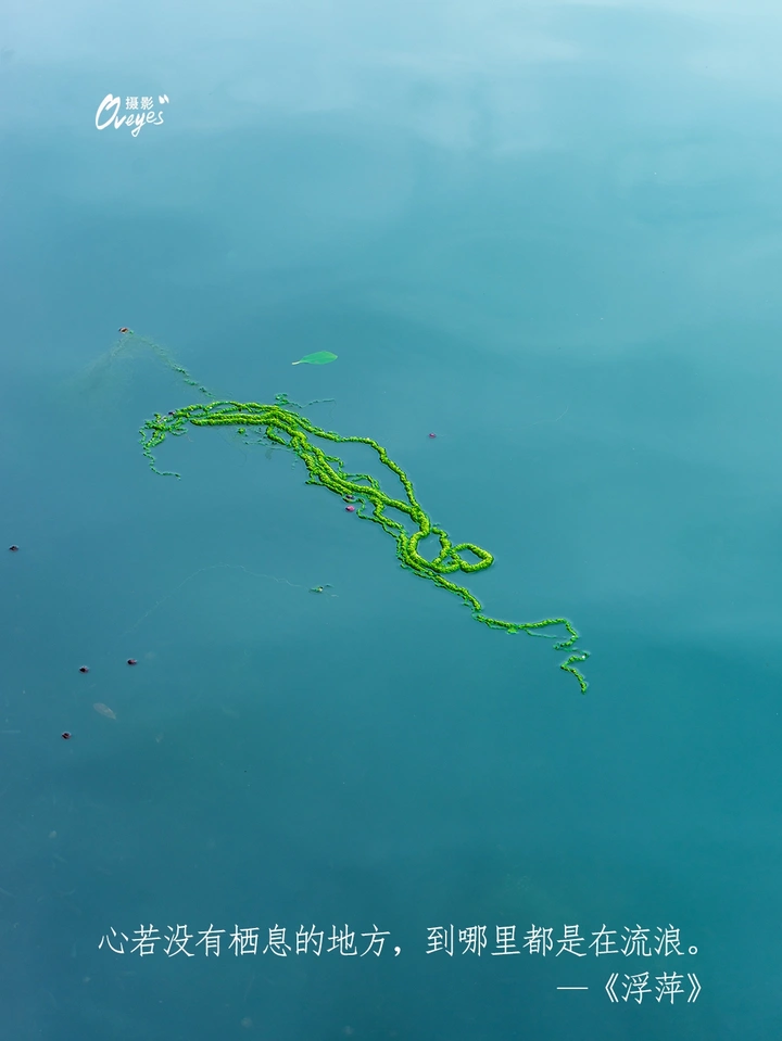 浮萍