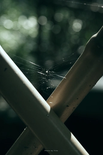 在森林中一扇窗户前的一把椅子上的蜘蛛网