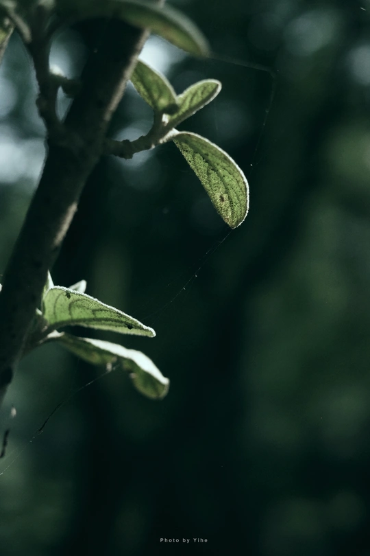 森林中的一棵树枝上的绿叶