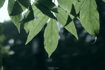 树的叶子特写