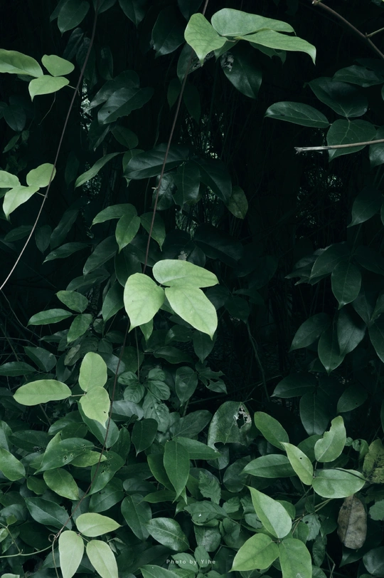 森林中的绿色植物照片