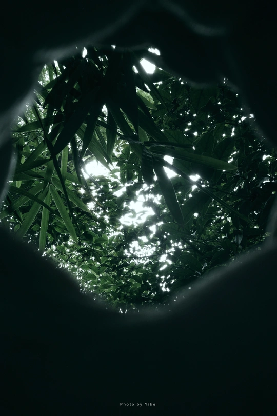 树的一个开口 让光线透过