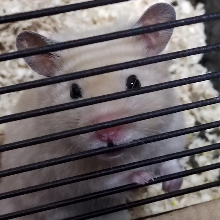 仓鼠
