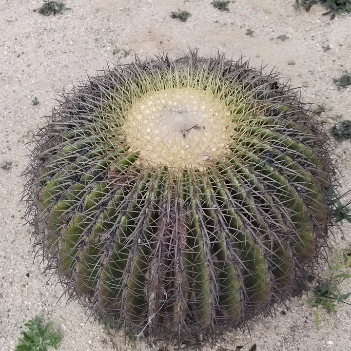 仙人球