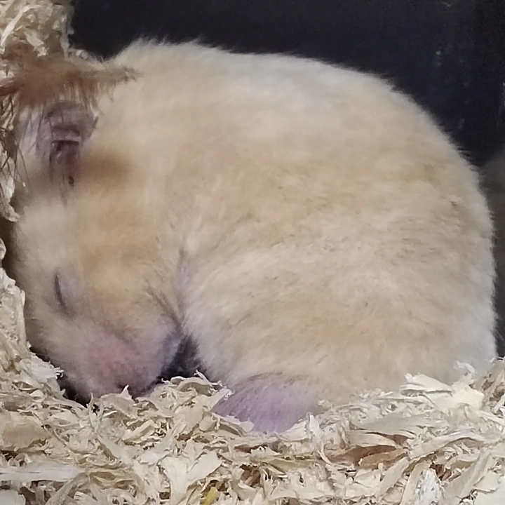 轮胎在睡觉💤