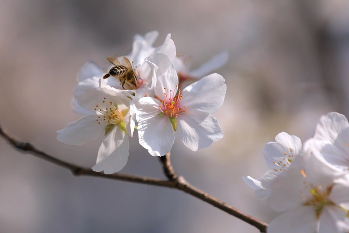 樱花之招蜂引蝶