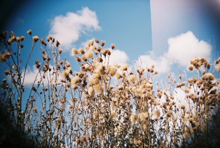 plant